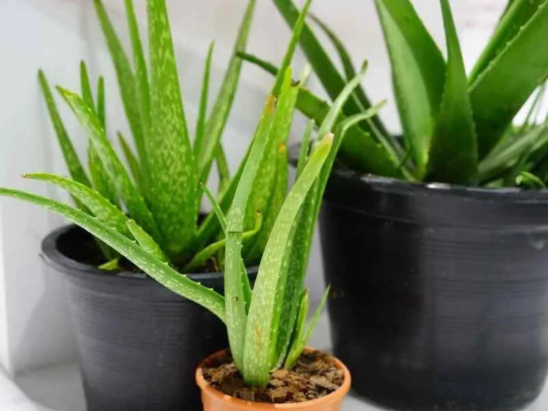 Aloe vera är en lättskött växt