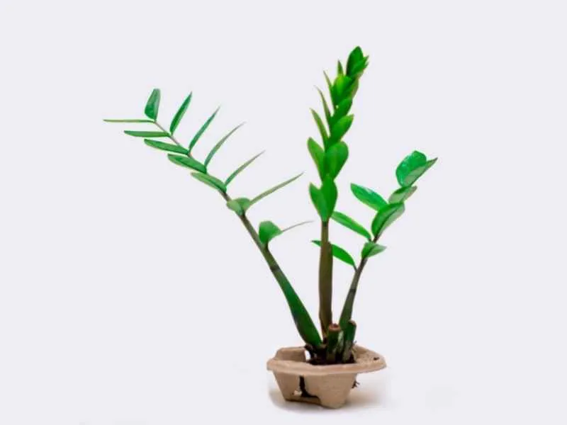 Garderobsblomma