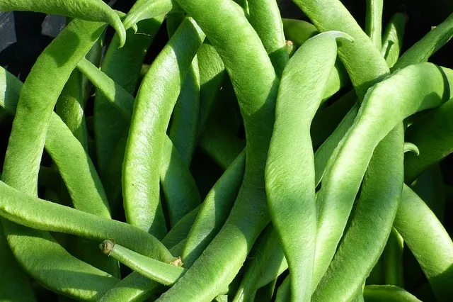 Odla haricot verts